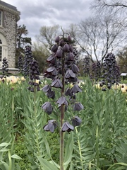 Fritillaria persica