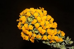 Rafnia globosa