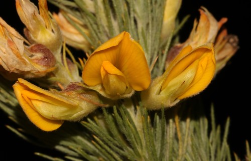 Aspalathus decora