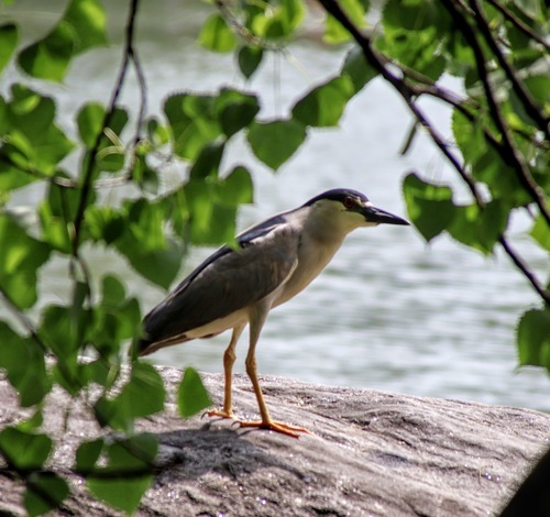 Black-crowned Night Heron