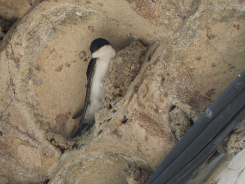 Western House Martin