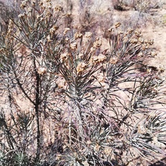 Euryops tenuissimus