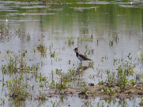 Northern Lapwing