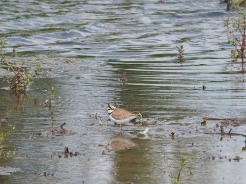 Little Ringed Plover