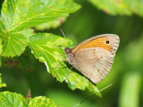 Meadow Brown