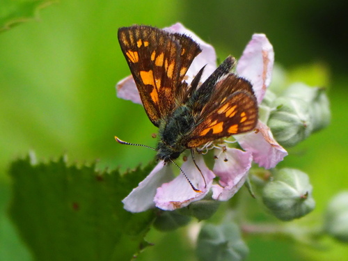 Chequered Skipper
