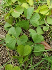 Oxalis hispidula