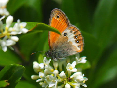 Pearly Heath