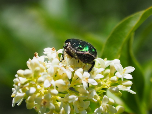 European Rose Chafer
