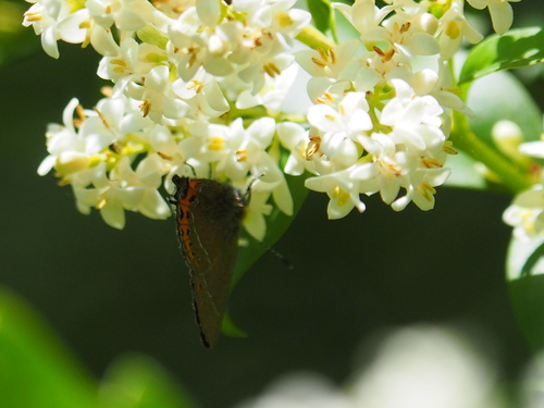 Black Hairstreak