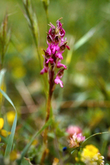 Anacamptis sancta, photograph author not stated, no rights reserved
