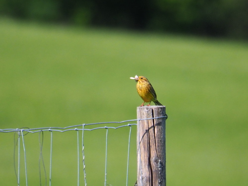 Yellowhammer