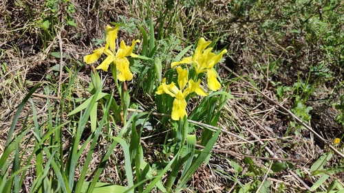 Iris bloudowii