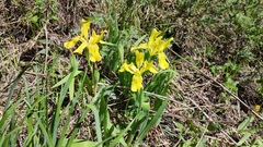 Iris bloudowii