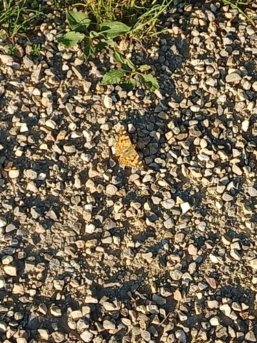 Painted Lady