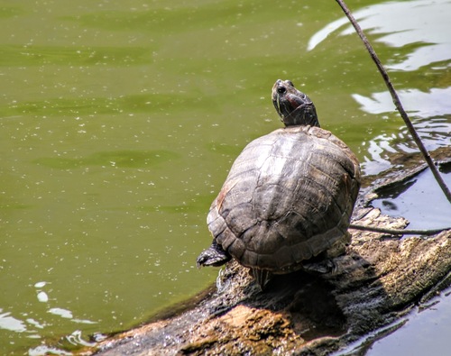 Pond Slider