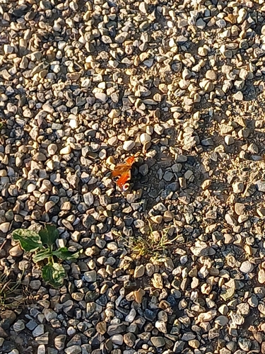 European Peacock Butterfly
