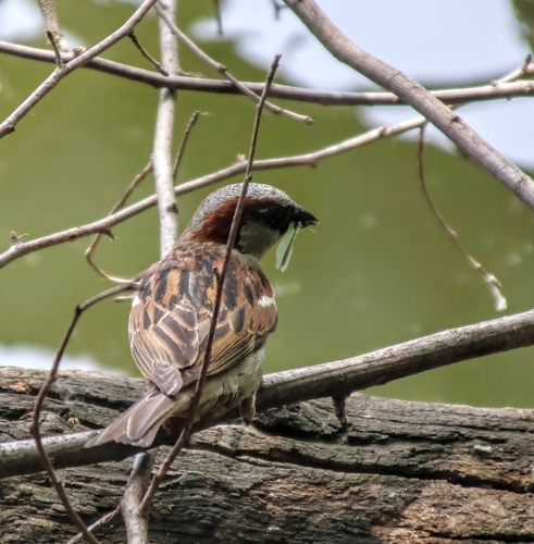 House Sparrow