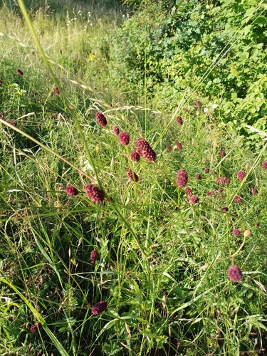 Great burnet