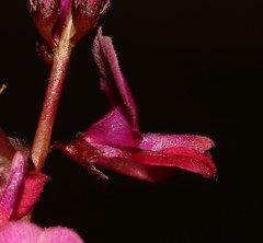 Indigofera humifusa