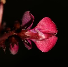 Indigofera humifusa