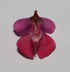 Indigofera humifusa