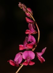 Indigofera humifusa