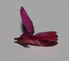Indigofera humifusa