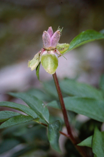 Paeonia clusii, photograph 2