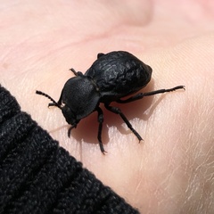 Microschatia inaequalis