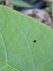 Chilocorus nigritus