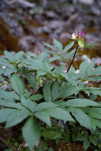 Paeonia clusii