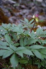 Paeonia clusii