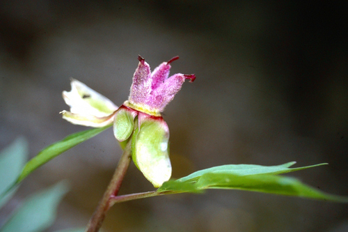 Paeonia clusii, photograph 3