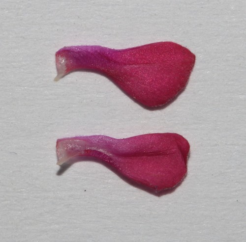 Image of Indigofera humifusa by (c) Brian du Preez, some rights reserved (CC BY-SA)