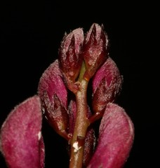 Indigofera humifusa