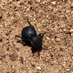 Microschatia inaequalis