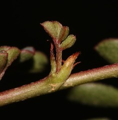 Indigofera humifusa