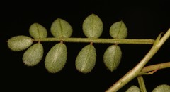 Indigofera humifusa