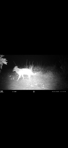 Golden Jackal