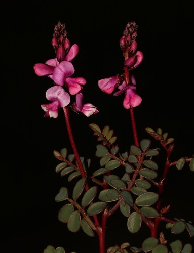 Image of Indigofera humifusa by (c) Brian du Preez, some rights reserved (CC BY-SA)