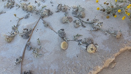 Neurada procumbens (Neurada procumbens)