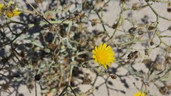 Launaea mucronata, photograph (c) Sandra Stewart, some rights reserved (CC BY)