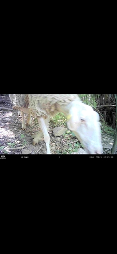 Domestic Sheep