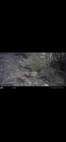 Stone Marten
