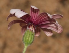 Felicia hirsuta