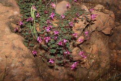 Indigofera humifusa