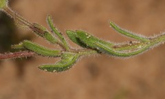 Felicia hirsuta
