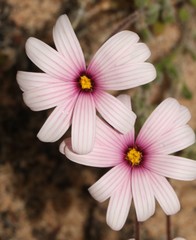 Felicia hirsuta