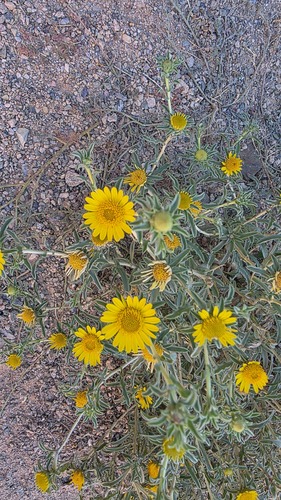 Asteriscus graveolens, photograph 3